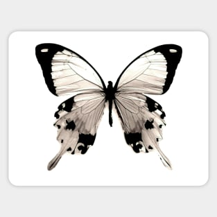 natural history butterfly botanical poster print,victorian specimen Sticker